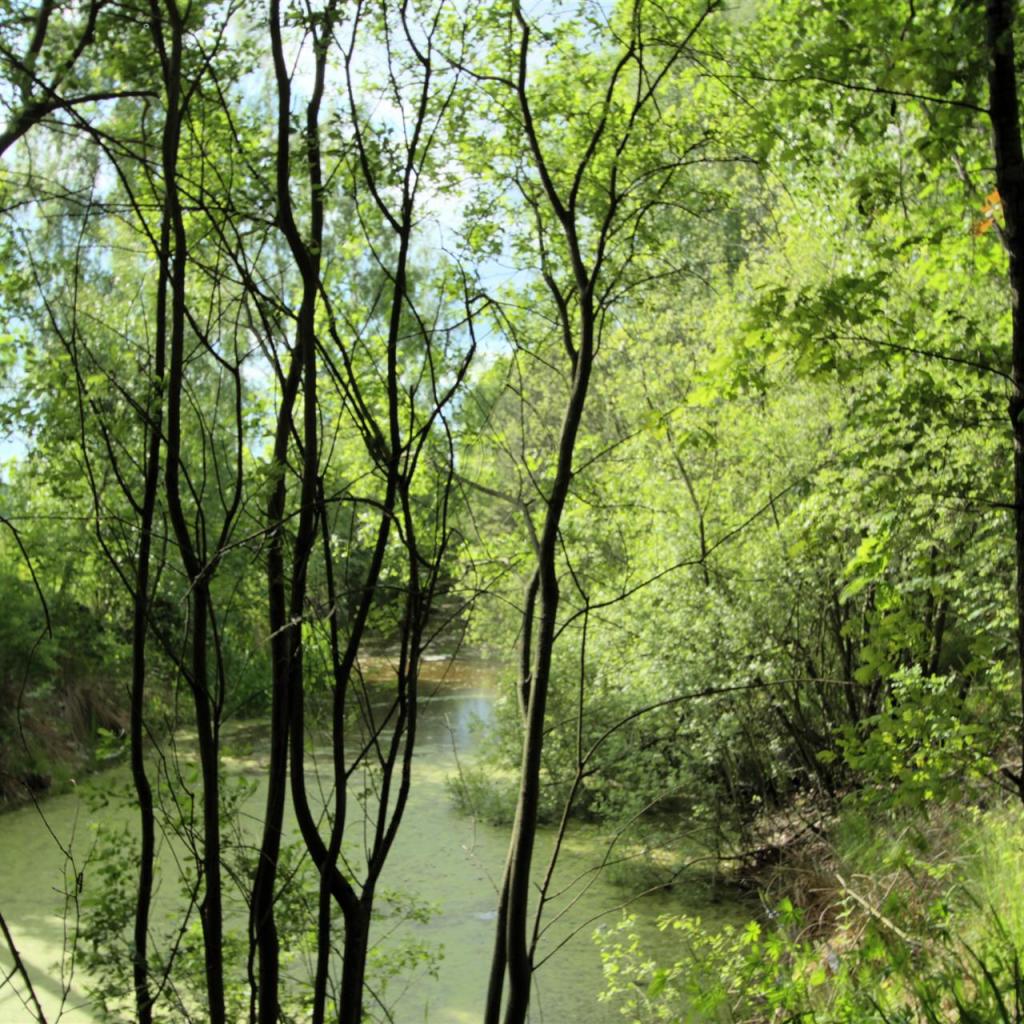 Ein ganz natürlicher Teich im Wald. Früher dreimal so groß.